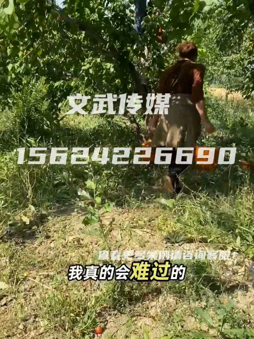 16 小红杏
