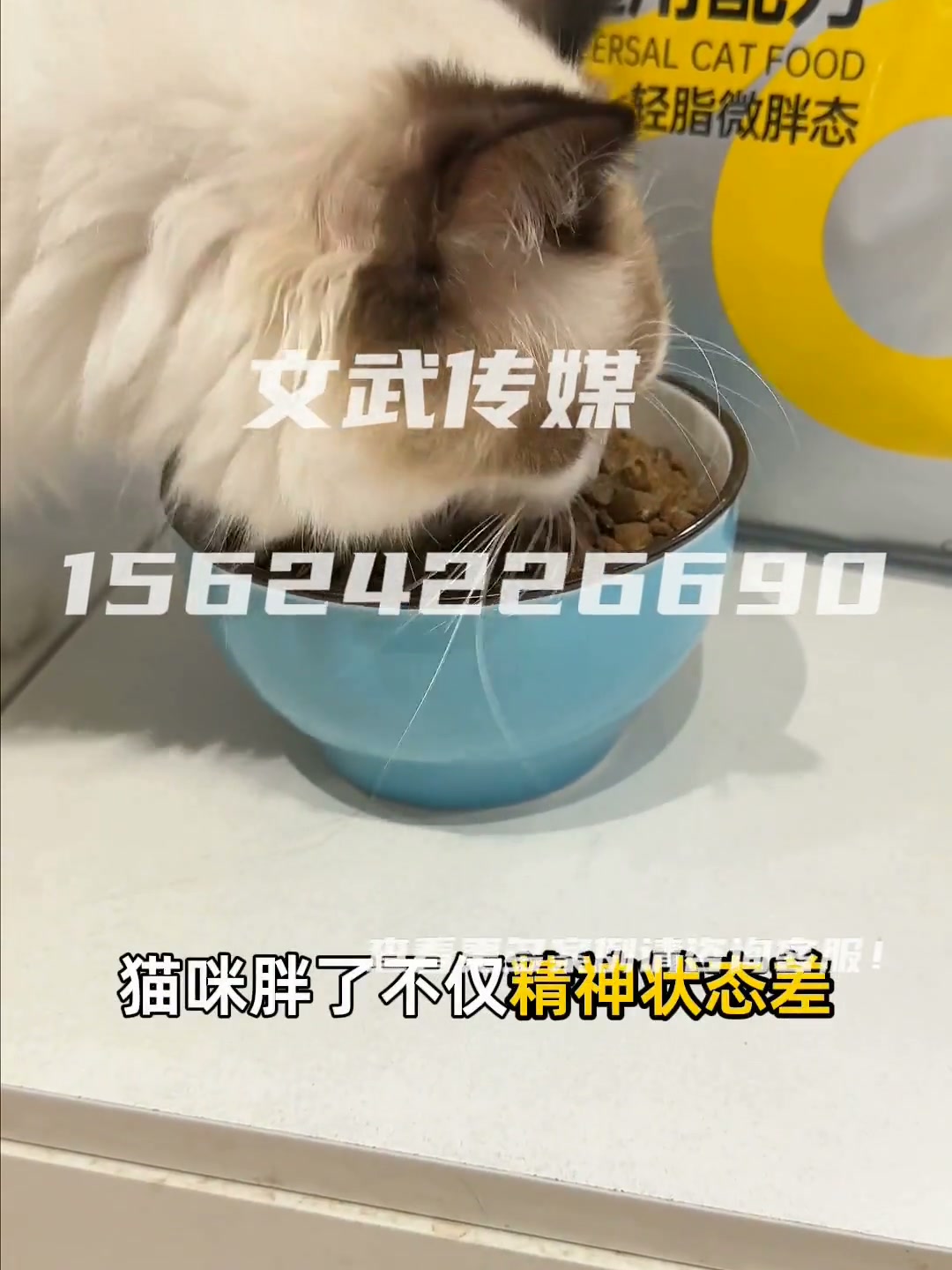 猫粮2